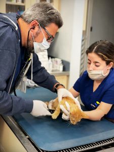 Miami Veterinary Specialists - Your Pet Specialists! | 24 Hour ...