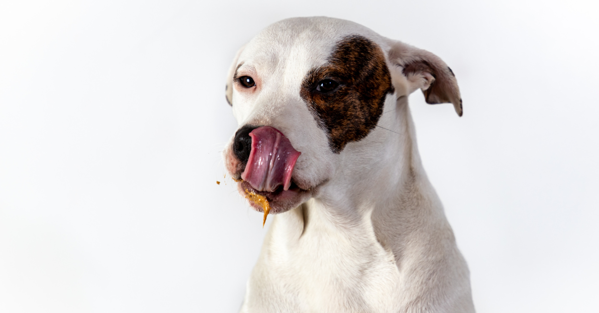 https://www.mvshospital.com/wp-content/uploads/2023/02/Dog-eating-peanut-butter.png