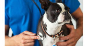 Dog heart check-up