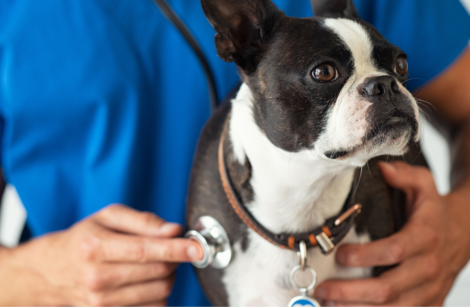 Dog heart check-up