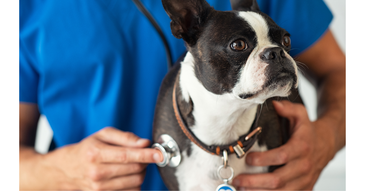 Dog heart check-up